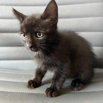 Rescue Domestic Short Hair Cats for Adoption in Los Angeles, California - Black Friday | PetCurious