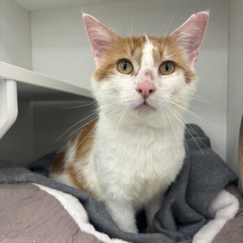 Amir -  Domestic Short Hair Cat for Adoption in Pardeeville, Wisconsin - Amir | PetCurious