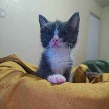 Iris -  Domestic Short Hair Cat for Adoption in Las Cruces, New Mexico - Iris | PetCurious