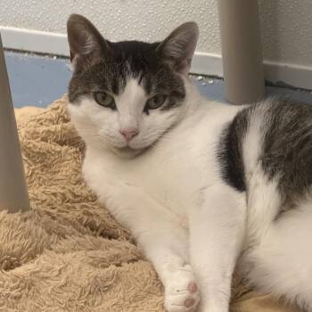 Dodger -  Domestic Short Hair Cat for Adoption in New York, New York - Dodger | PetCurious