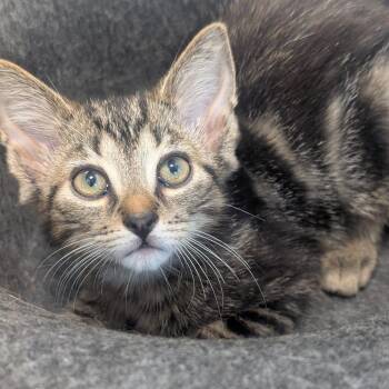 Lion -  Domestic Short Hair Cat for Adoption in Watertown, New York - Lion | PetCurious