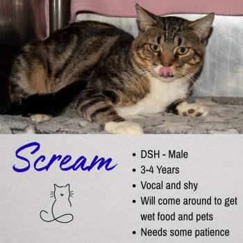 Scream -  Domestic Short Hair Cat for Adoption in Junction City, Kansas - Scream | PetCurious