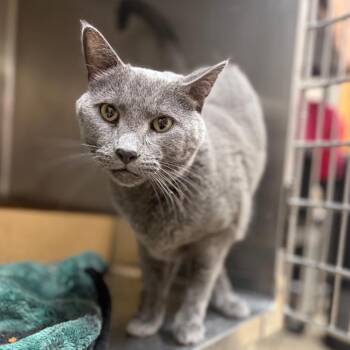 Macaroon -  Domestic Short Hair Cat for Adoption in Milan, Illinois - Macaroon | PetCurious