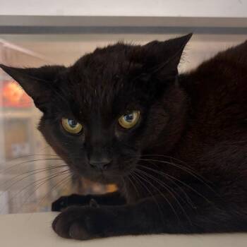 Domestic Short Hair Cats Available for Adoption in Chattanooga, Tennessee - Guitar | PetCurious