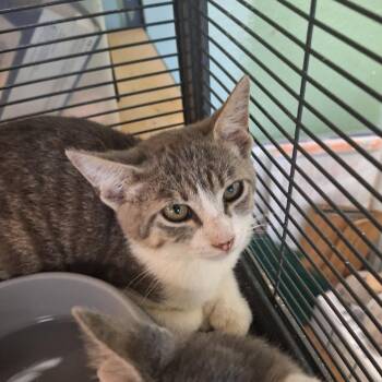 Cookie -  Domestic Short Hair Cat for Adoption in Madill, Oklahoma - Cookie | PetCurious