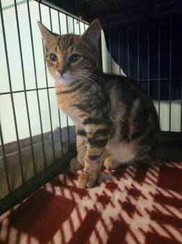 Cyrus -  Domestic Short Hair Cat for Adoption in Cortland, New York - Cyrus | PetCurious
