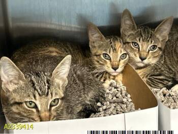 CLAUDIO -  Domestic Short Hair Cat for Adoption in West Palm Beach, Florida - CLAUDIO | PetCurious