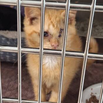 Waffle Cone -  Domestic Short Hair Cat for Adoption in Attica, New York - Waffle Cone | PetCurious