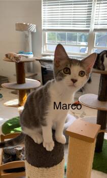Marco -  Domestic Short Hair Cat for Adoption in Saint Charles, Missouri - Marco | PetCurious