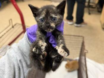 Domestic Short Hair Cats Available for Adoption in Doral, Florida - VIVIAN | PetCurious