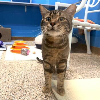 Domestic Short Hair Cats Available for Adoption - Nacho | PetCurious
