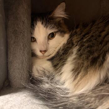 MooMoo -  Domestic Long Hair Cat for Adoption in Spokane Valley, Washington - MooMoo | PetCurious