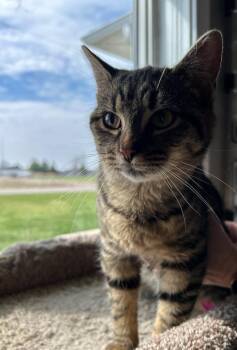 Domestic Short Hair Cats Available for Adoption - Dolly | PetCurious