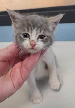 Domestic Short Hair Cats Available for Adoption in Lawrenceville, Georgia - Kc 6 | PetCurious