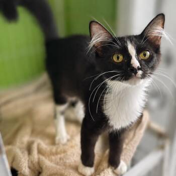 Hurricane -  Domestic Short Hair and Domestic Long Hair Cat for Adoption in Jupiter, Florida - Hurricane | PetCurious