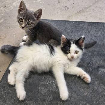 Minerva and Pomfrey (bonded sisters) -  Domestic Long Hair Cat for Adoption in Cortland, New York - Minerva And Pomfrey (bonded Sisters) | PetCurious