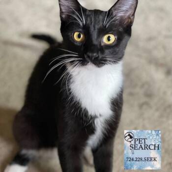 Rescue Domestic Short Hair Cats for Adoption in Washington, Pennsylvania - Warlock | PetCurious