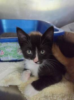 Piglet -  Calico Cat for Adoption in Liverpool, New York - Piglet | PetCurious