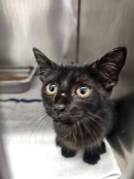 Shadowfax -  Domestic Short Hair Cat for Adoption in Mobile, Alabama - Shadowfax | PetCurious