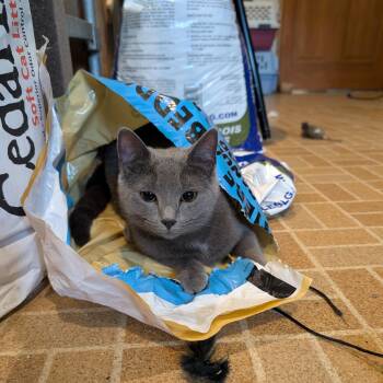 Yuzu -  Domestic Short Hair Cat for Adoption in Syracuse, New York - Yuzu | PetCurious