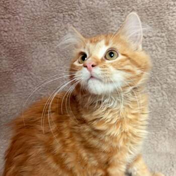 Banzai -  Domestic Medium Hair Cat for Adoption in Waterloo, Iowa - Banzai | PetCurious
