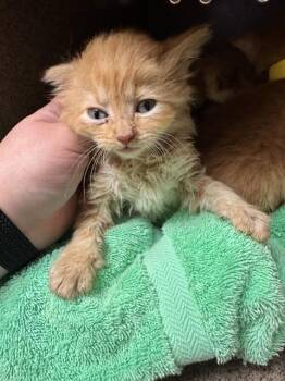 DRIZZLE -  Domestic Medium Hair Cat for Adoption in Cookeville, Tennessee - DRIZZLE | PetCurious