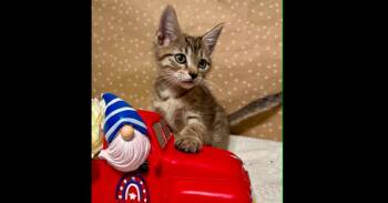 Jason -  Domestic Short Hair Cat for Adoption in Groveland, Massachusetts - Jason | PetCurious