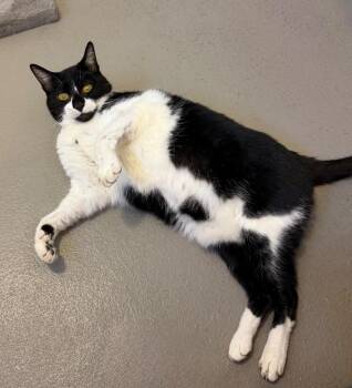 Domestic Short Hair Cats Available for Adoption - Tripp | PetCurious