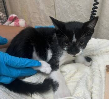 Rescue Domestic Short Hair Cats for Adoption in Honolulu, Hawaii - 59755121 | PetCurious