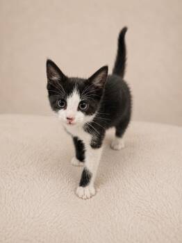 Chandler -  Domestic Short Hair Cat for Adoption in Winnsboro, South Carolina - Chandler | PetCurious