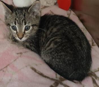 Rescue Domestic Short Hair Cats for Adoption in Tomah, Wisconsin - Archer | PetCurious