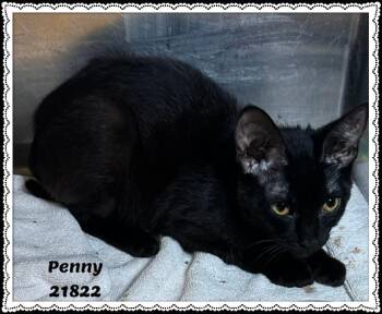 PENNY -  Domestic Short Hair and Bombay Cat for Adoption in Marietta, Georgia - PENNY | PetCurious