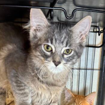 Harrison -  Domestic Medium Hair Cat Available for Adoption in Saginaw, Michigan - Harrison | PetCurious