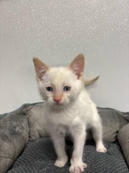 Domestic Medium Hair Cats Available for Adoption in Minot, North Dakota - Pumbaa | PetCurious