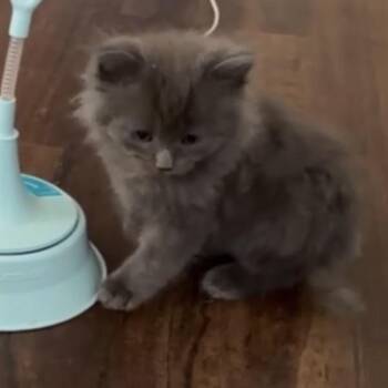 Domestic Medium Hair Cats Available for Adoption - Spark (Dragon) | PetCurious