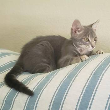 Potato -  Domestic Short Hair Cat for Adoption in Brighton, Missouri - Potato | PetCurious