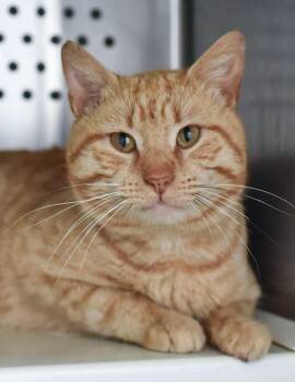 Domestic Short Hair Cats Available for Adoption in Herndon, Virginia - Oriole FeLV+ | PetCurious