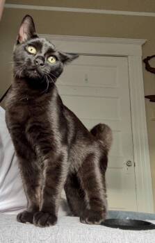 Bart -  Domestic Short Hair Cat for Adoption in San Francisco, California - Bart | PetCurious