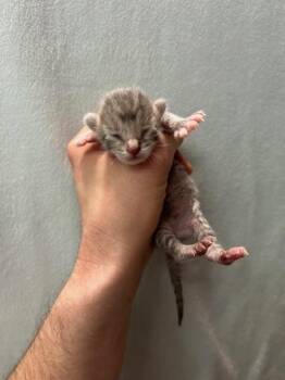 American Shorthair Cats Available for Adoption in Muskegon, Michigan - Prudence | PetCurious