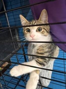 Princess -  Domestic Short Hair Cat for Adoption in Louisville, Kentucky - Princess | PetCurious