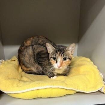 Rescue Domestic Short Hair Cats for Adoption in Sarasota, Florida - Poppy | PetCurious