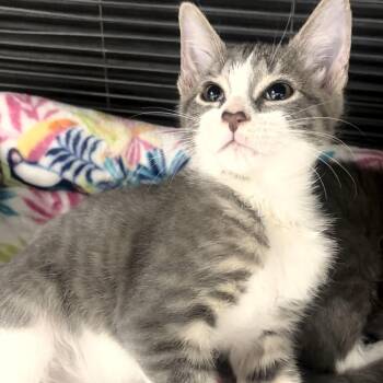 Casper -  Domestic Short Hair Cat for Adoption in Sarasota, Florida - Casper | PetCurious