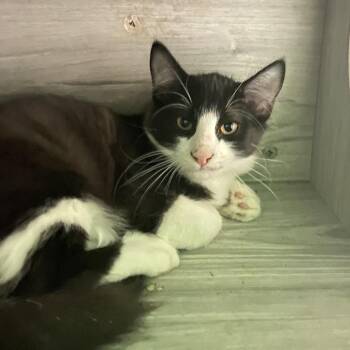 Teddy -  Domestic Short Hair Cat for Adoption in Monroe, Louisiana - Teddy | PetCurious