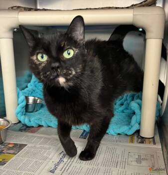 Rescue Domestic Short Hair Cats for Adoption in Hamilton, Ontario - Crème Brûlée | PetCurious