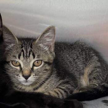 Domestic Short Hair Cats Available for Adoption in Buffalo, New York - Mako | PetCurious