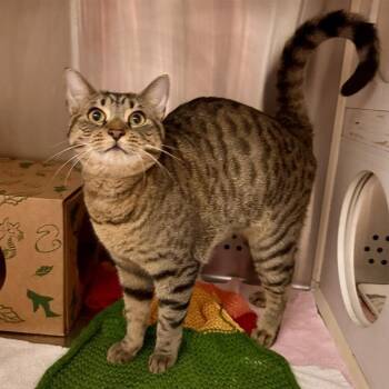 Domestic Short Hair Cats Available for Adoption - Lola Lee | PetCurious