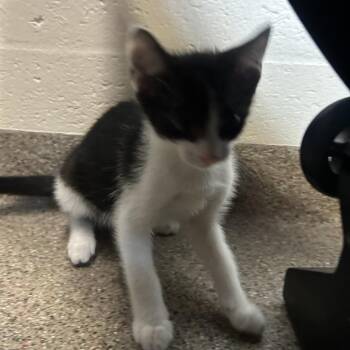 Domestic Short Hair Cats Available for Adoption in Sarasota, Florida - Julius | PetCurious
