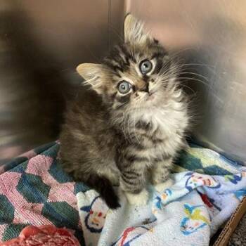 Despurato -  Domestic Long Hair Cat for Adoption in Richmond, Virginia - Despurato | PetCurious