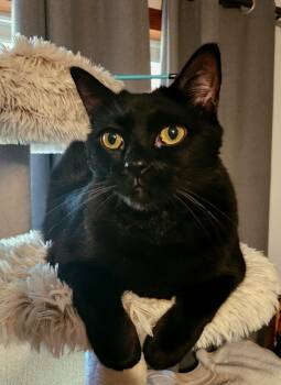 Domestic Short Hair Cats Available for Adoption in Hillsboro, Oregon - BAGHEERA - Loves His People! | PetCurious