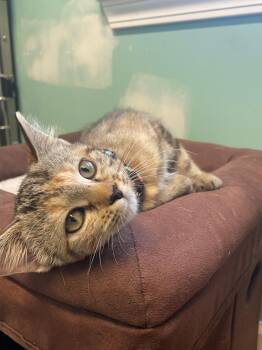 Rescue Tabby and Calico Cats for Adoption in Boonville, Missouri - Karen | PetCurious